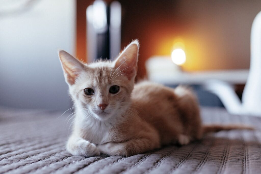 Understanding Pet Policies and Legal Requirements