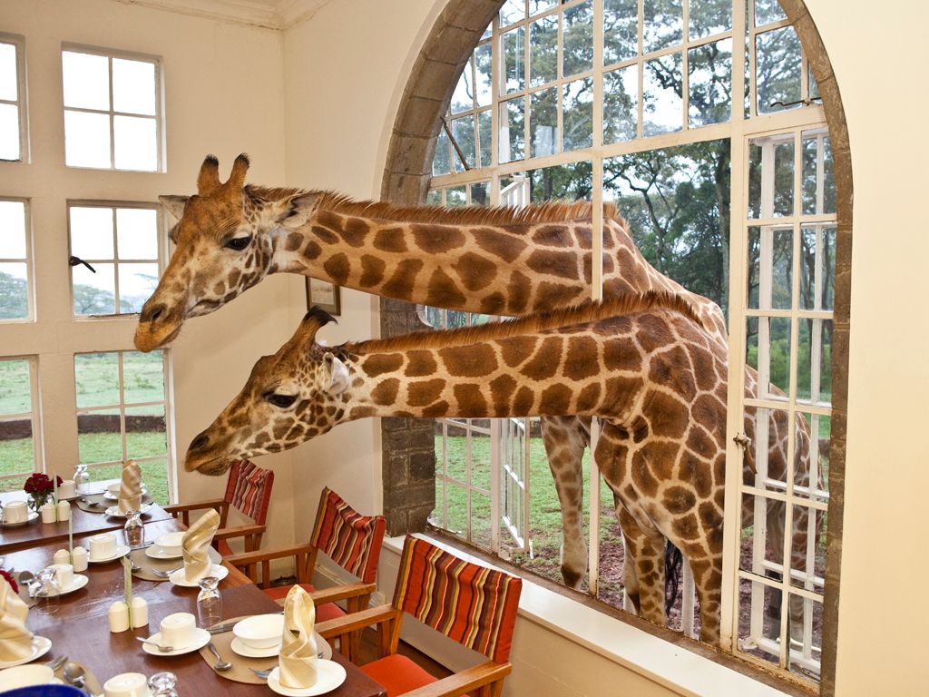 4. Giraffe Manor: Breakfast with Kenya's Giants